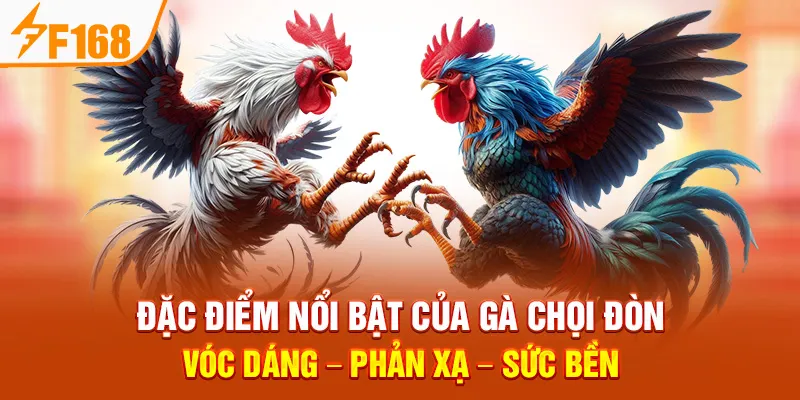 Đặc Điểm Nổi Bật Của Gà Chọi Đòn: Vóc Dáng – Phản Xạ – Sức Bền